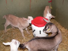 chevreau chevreau