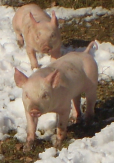 pigglets pigglets